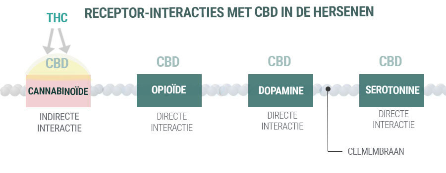 RECEPTOR-INTERACTIES MET CBD