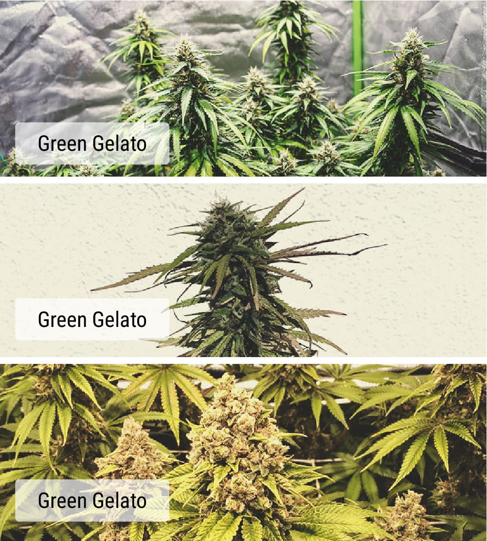 Cultivars vs. strains: wat is het verschil?