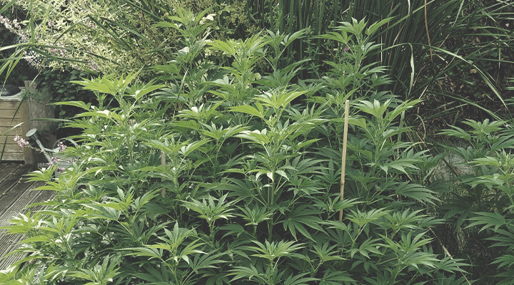Ondersteun Je Planten met Touw en Stokken Ondersteun Je Planten met Touw en Stokken