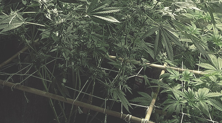 De Trellis De Trellis
