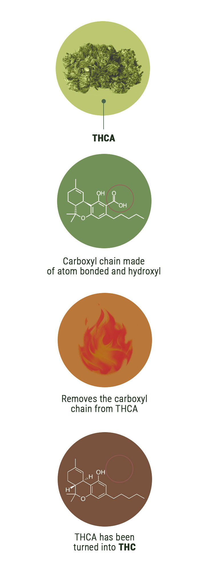 Wat Is het Verschil tussen THCV en THC? Wat Is het Verschil tussen THCV en THC?