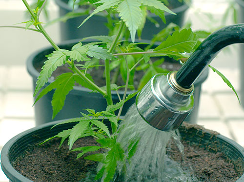 Flushing cannabis Flushing cannabis