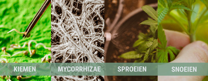 LENTE