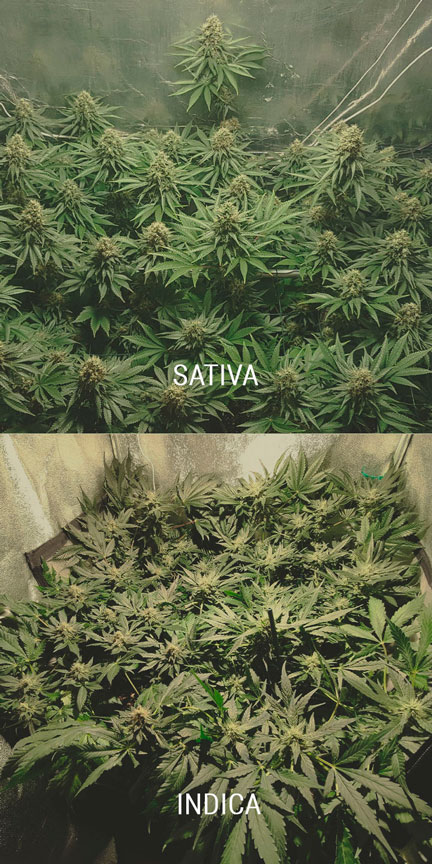 Cannabis indica sativa Cannabis indica sativa