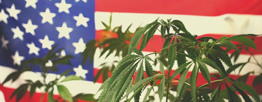 Waarom Kijkt de Cannabiswereld naar de Verenigde Staten?
