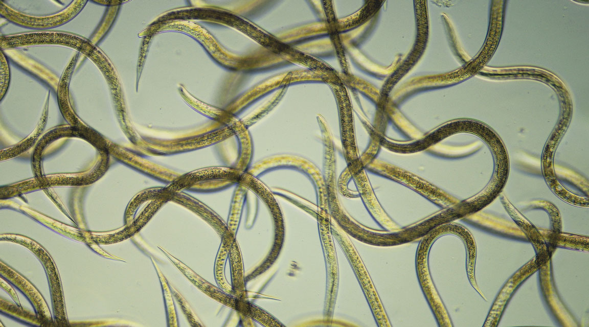 Nematoden