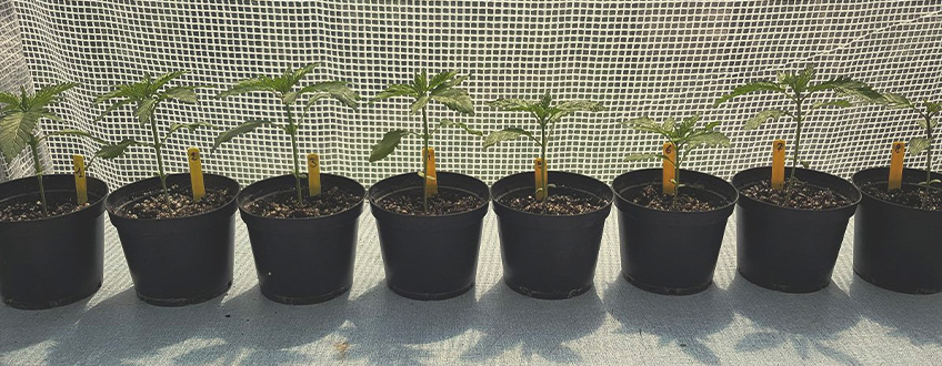 De Eenvoudigste Cannabisstrains voor Beginnende Kwekers De Eenvoudigste Cannabisstrains voor Beginnende Kwekers