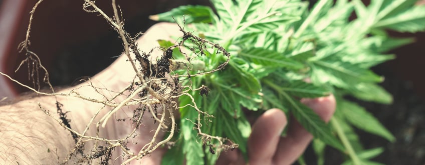 Bevatten Cannabiswortels Cannabinoïden of Terpenen?