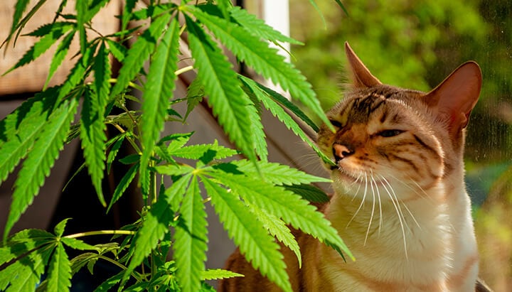 Cat and Cannabis