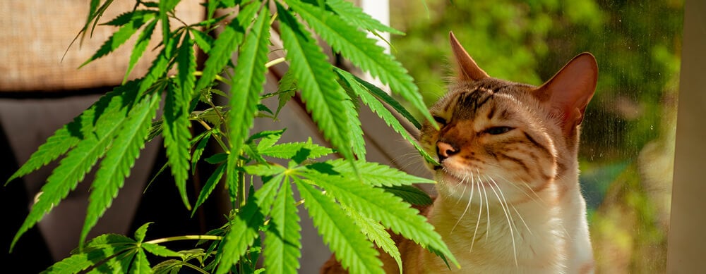 Cat and Cannabis
