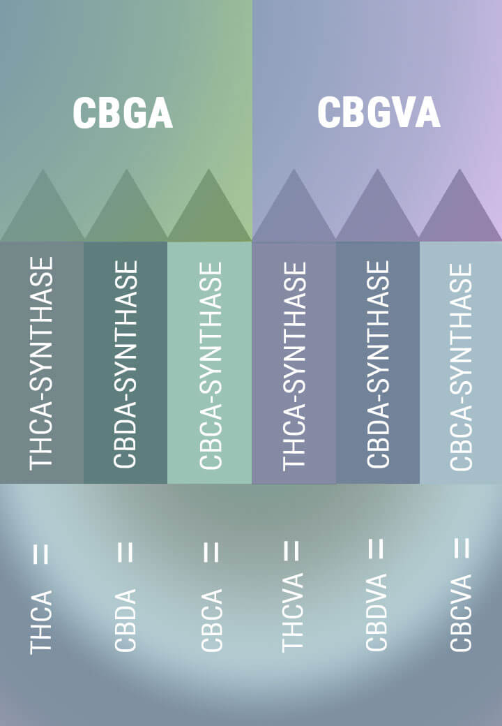 BIOSYNTHESE LEIDT TOT ZUURVORMEN VAN PRIMAIRE CANNABINOÏDEN