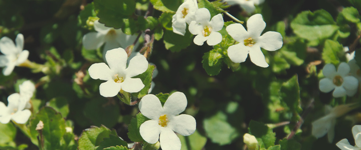 Companion Plants for Cannabis Companion Plants for Cannabis
