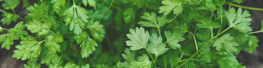 Companion Plants for Cannabis Companion Plants for Cannabis