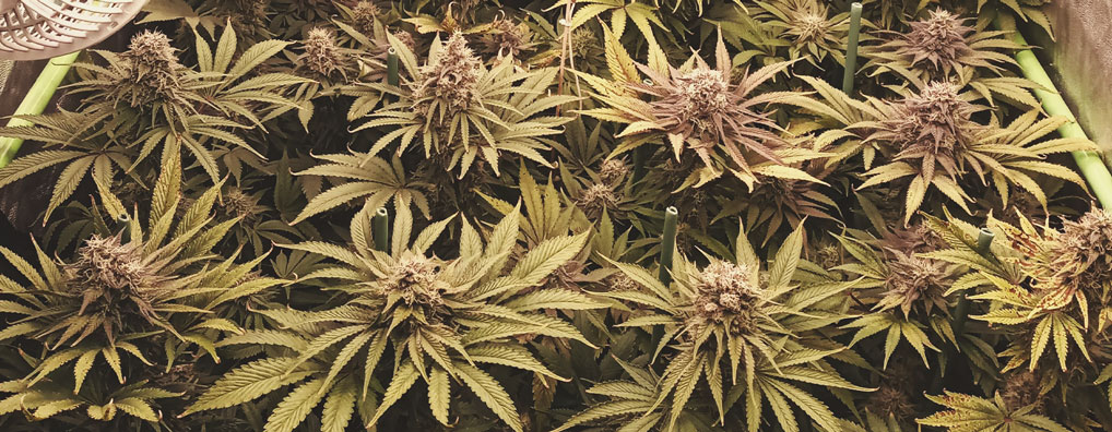 Chocolate Haze Chocolate Haze