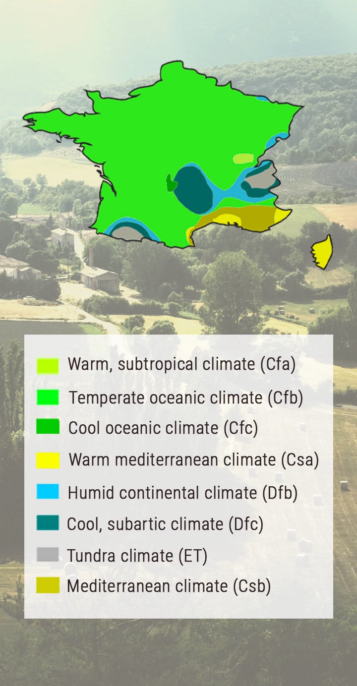 A GUIDE ON GROWING CANNABIS OUTDOORS IN FRANCE