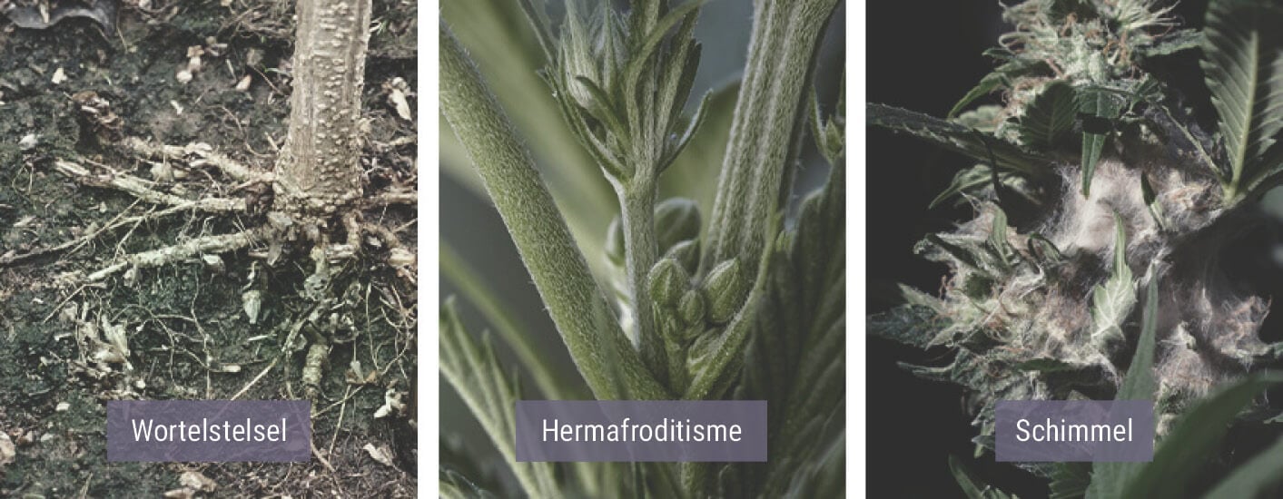 Hoe Beïnvloedt Koud Weer Je Wietplanten? Hoe Beïnvloedt Koud Weer Je Wietplanten?