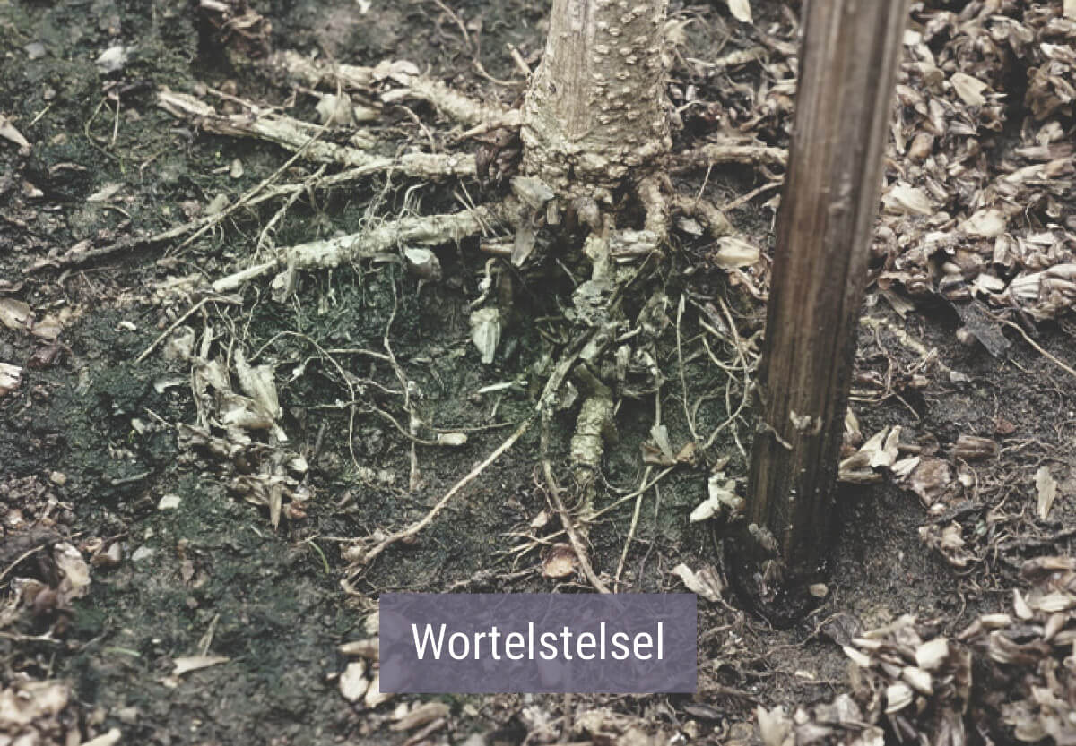 Hoe Beïnvloedt Koud Weer Je Wietplanten? Hoe Beïnvloedt Koud Weer Je Wietplanten?