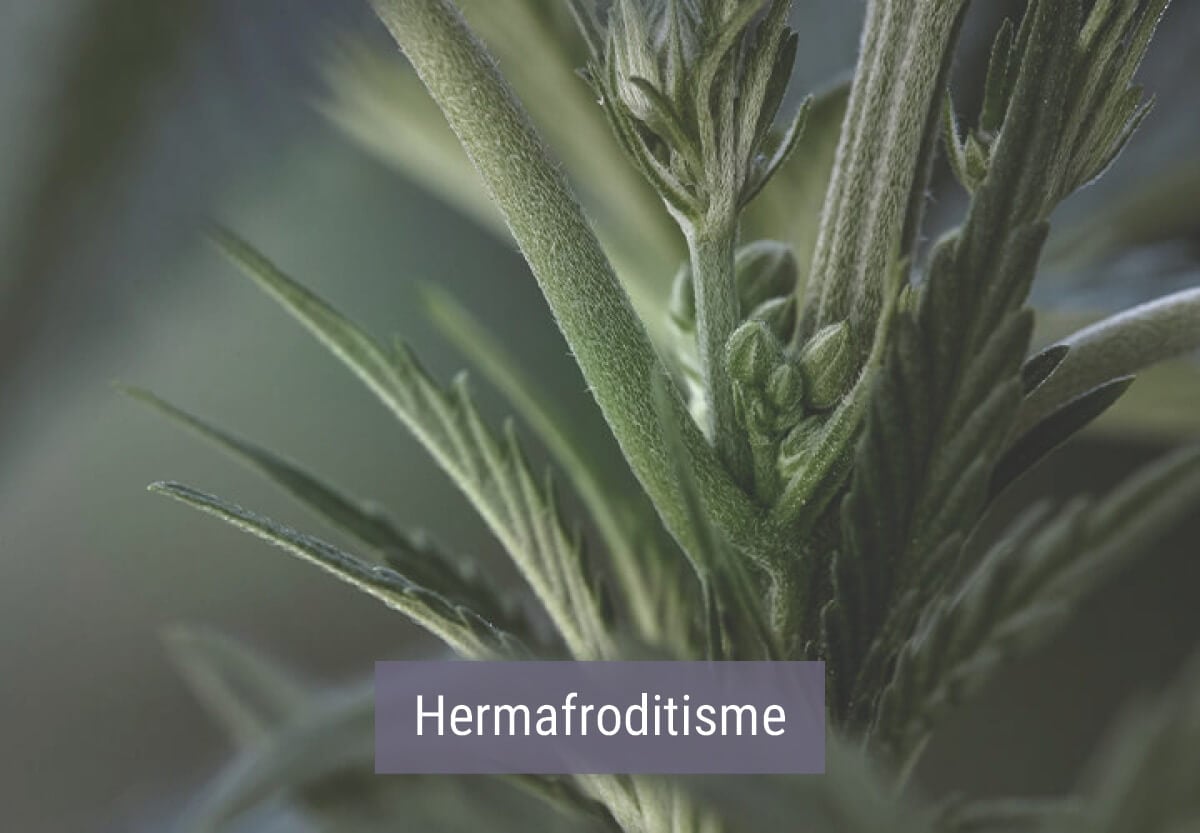 Hoe Beïnvloedt Koud Weer Je Wietplanten? Hoe Beïnvloedt Koud Weer Je Wietplanten?