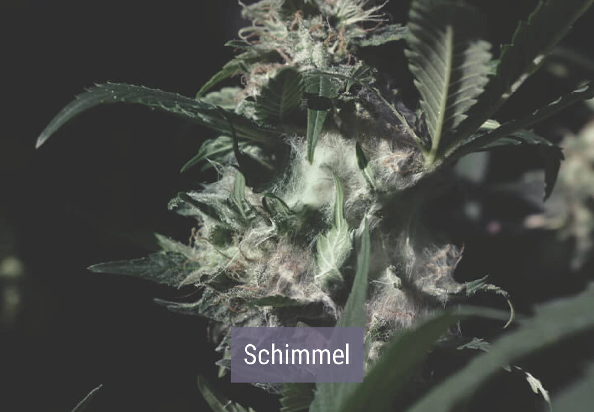 Hoe Beïnvloedt Koud Weer Je Wietplanten? Hoe Beïnvloedt Koud Weer Je Wietplanten?