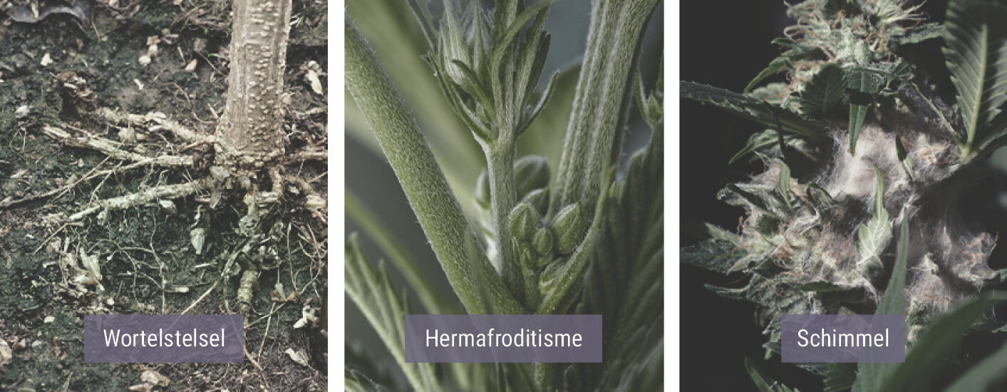 Hoe Beïnvloedt Koud Weer Je Wietplanten? Hoe Beïnvloedt Koud Weer Je Wietplanten?