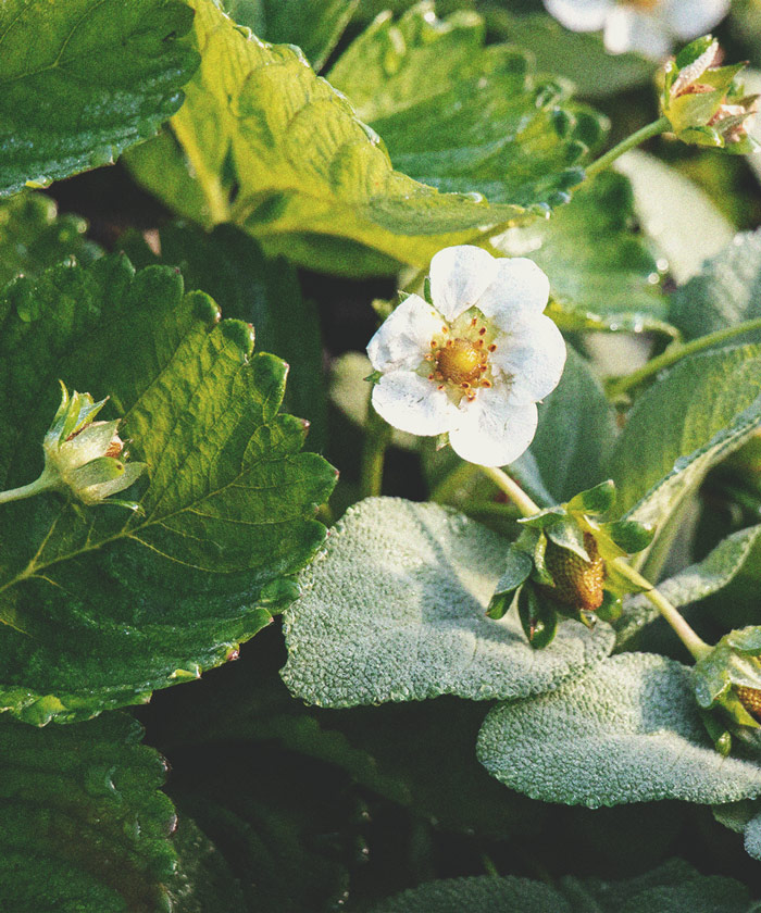 Hoe houd je krekels uit de buurt van je wietplanten?