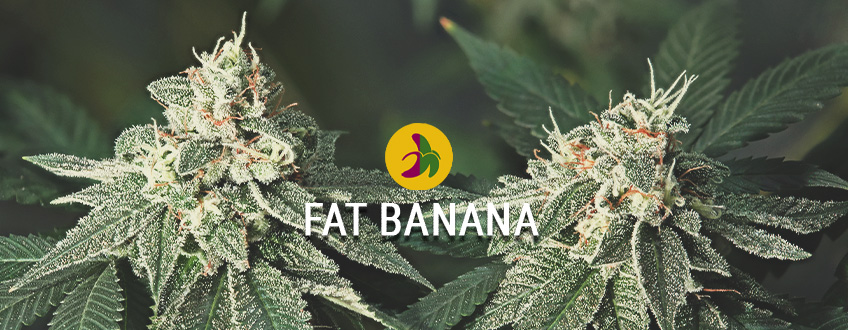 De dikste, veste banana Kush: Fat Banana