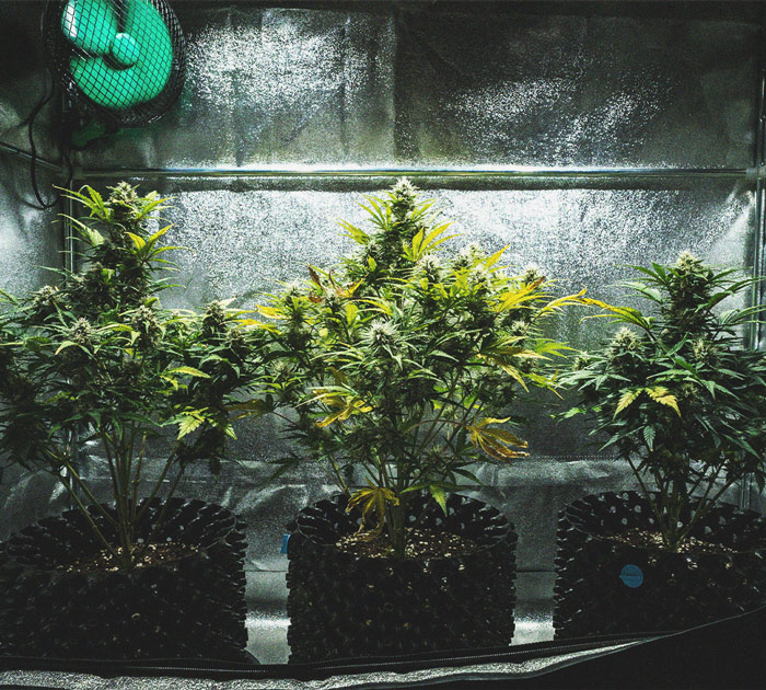 Kweekverslag Sweet Skunk Automatic Kweekverslag Sweet Skunk Automatic