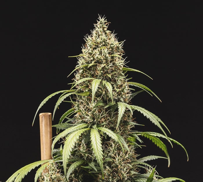 Cookies Gelato Automatic Grow Report Cookies Gelato Automatic Grow Report