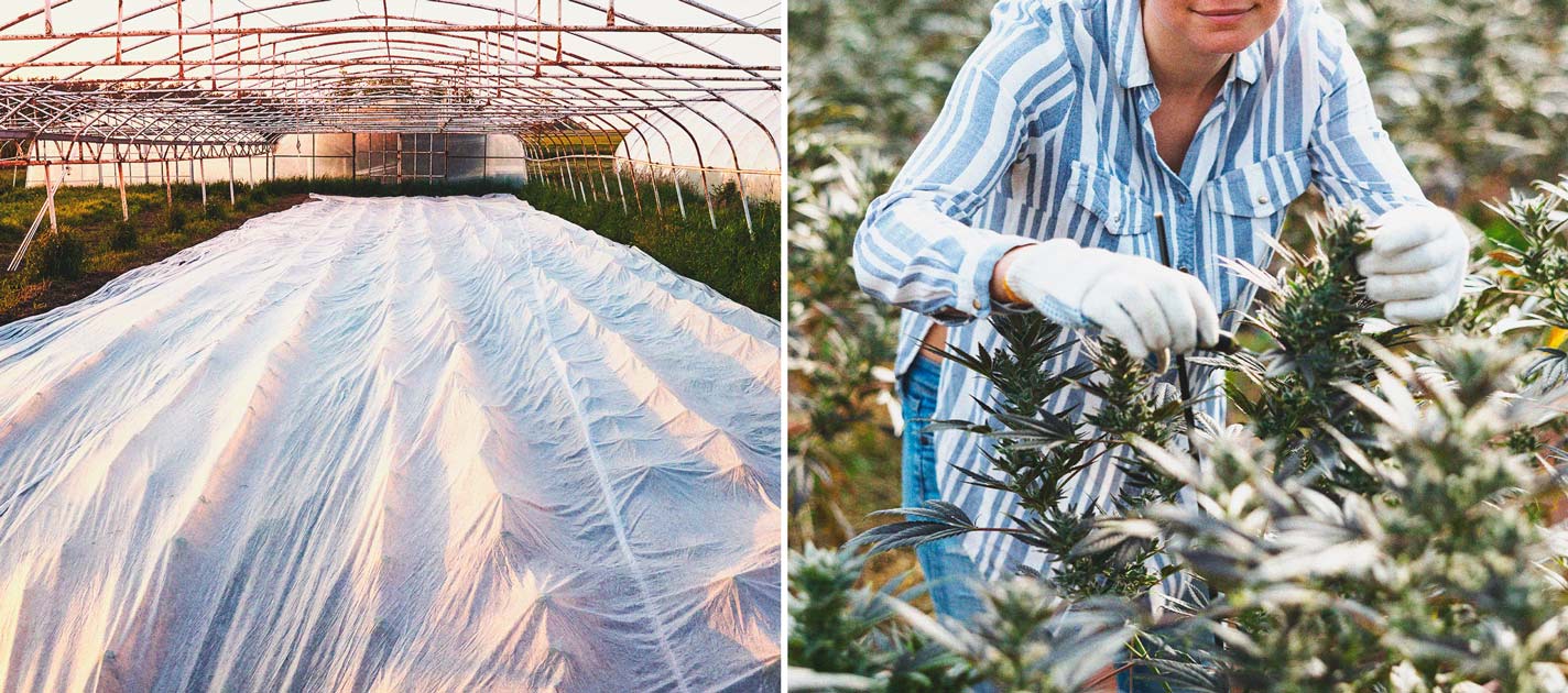 Hoe houd je krekels uit de buurt van je wietplanten? Hoe houd je krekels uit de buurt van je wietplanten?