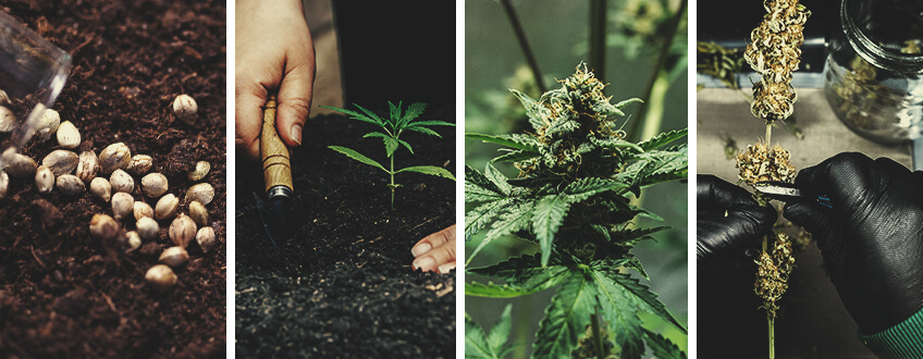 Craft Cannabis: Wat Je Moet Weten Craft Cannabis: Wat Je Moet Weten