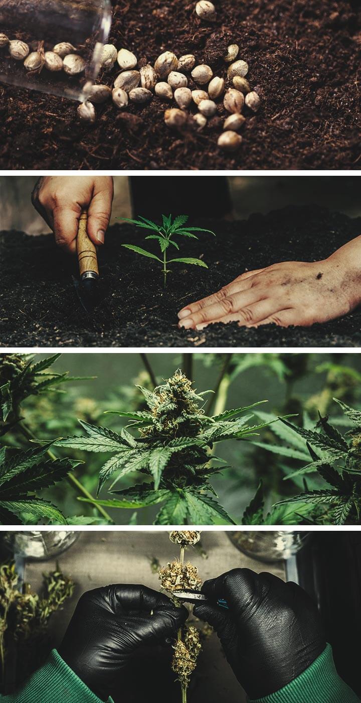 Craft Cannabis: Wat Je Moet Weten Craft Cannabis: Wat Je Moet Weten