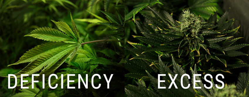 excess and deficiency of nitrogen in cannabis plant