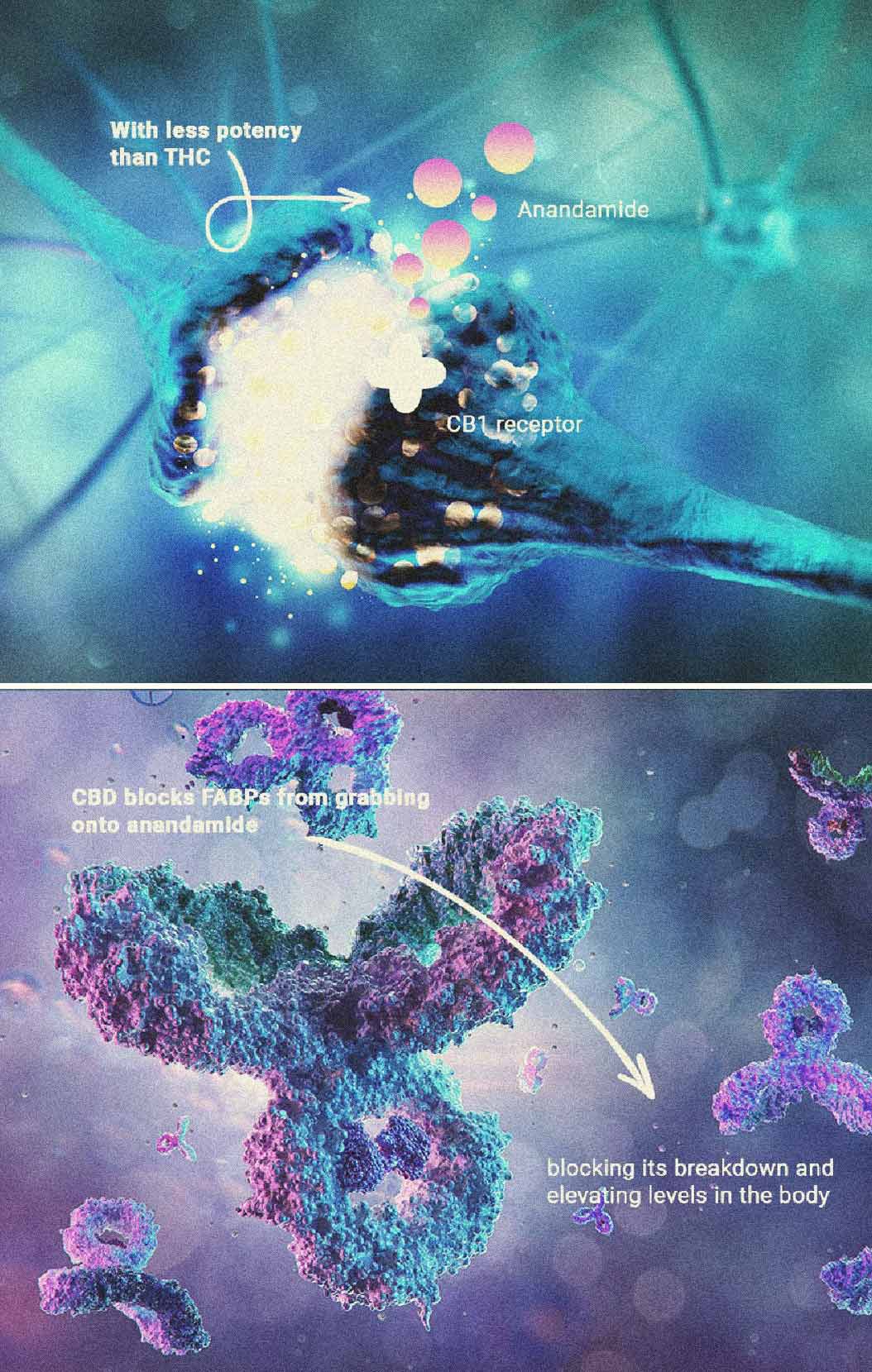 Hoe CBD de eetlust beïnvloedt Hoe CBD de eetlust beïnvloedt