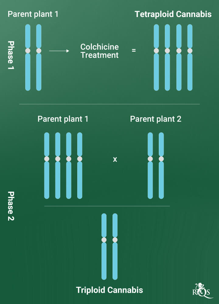 Polyployd Cannabis