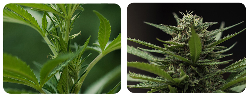 Pistils Pistils