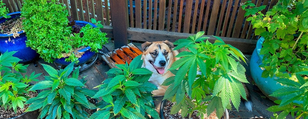 Dogs and Cannabis