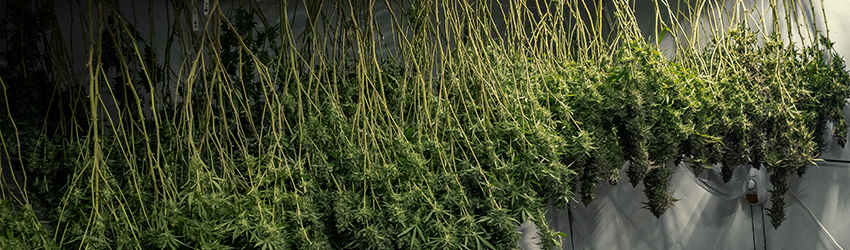 Dry Cure Buds Dry Cure Buds
