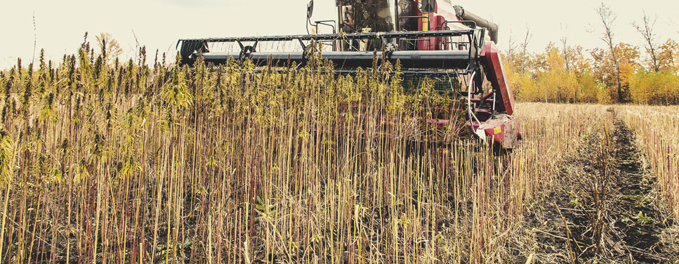 Dry farming: een voorbeeld van regeneratieve landbouw Dry farming: een voorbeeld van regeneratieve landbouw
