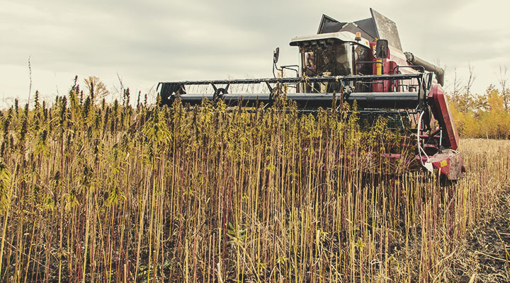 Dry farming: een voorbeeld van regeneratieve landbouw Dry farming: een voorbeeld van regeneratieve landbouw