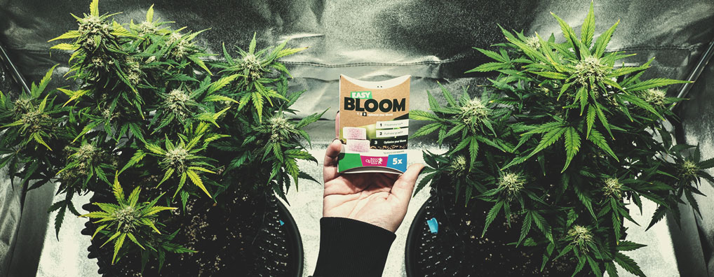 Wat zit er in bloom boosters? Wat zit er in bloom boosters?