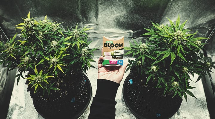 Wat zit er in bloom boosters? Wat zit er in bloom boosters?
