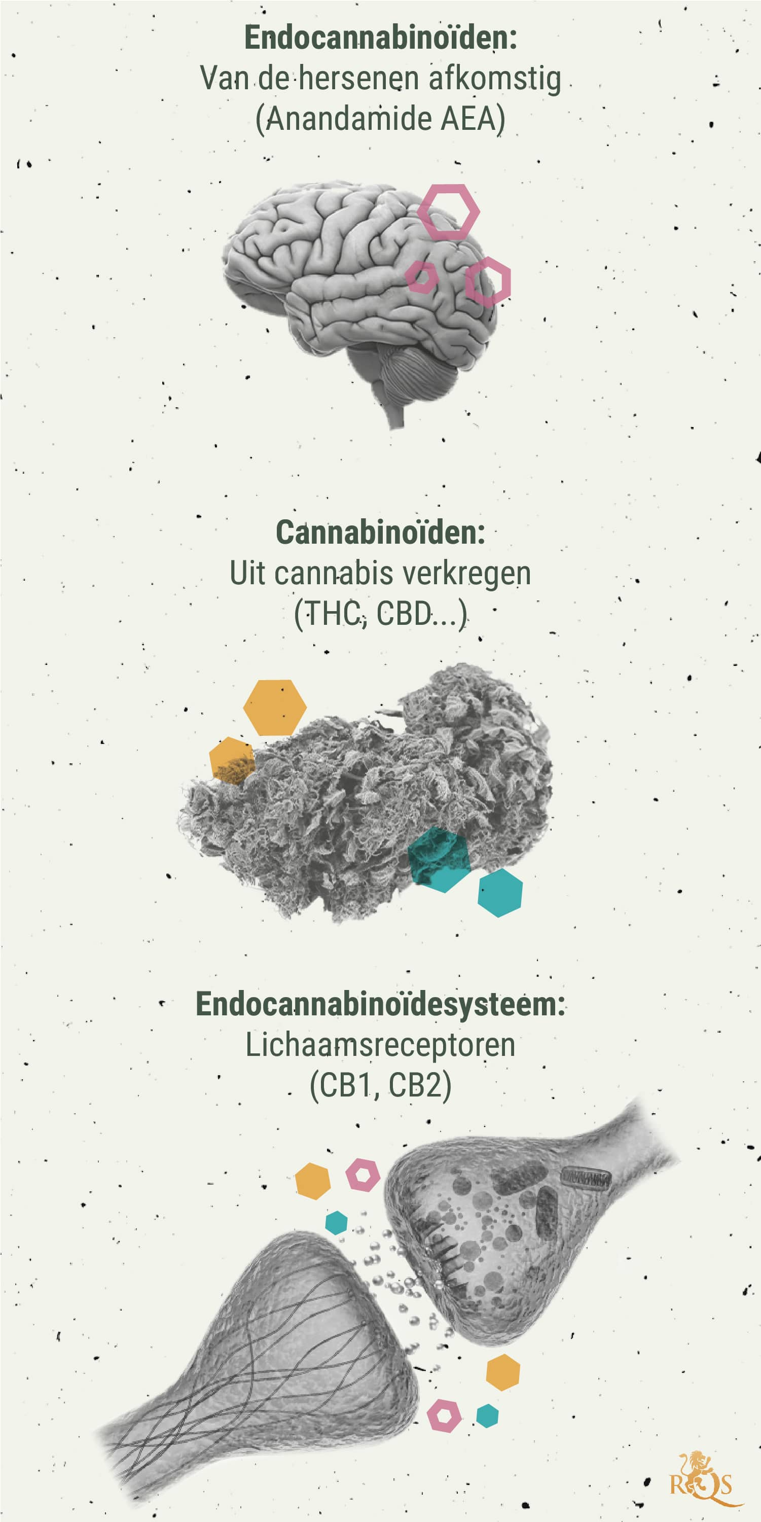 De Chemie van de Cannabis-high