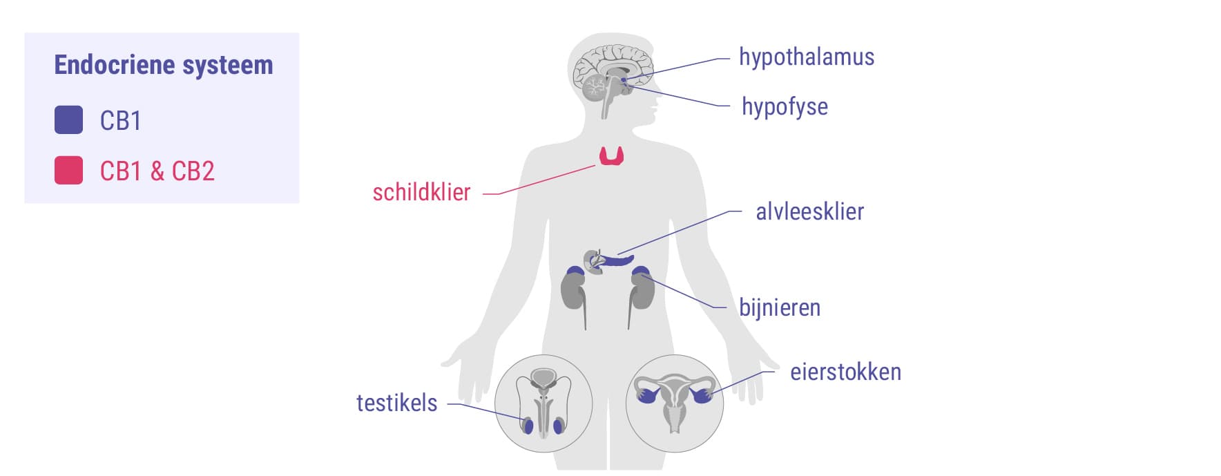 Cannabinoïden en het hormoonstelsel