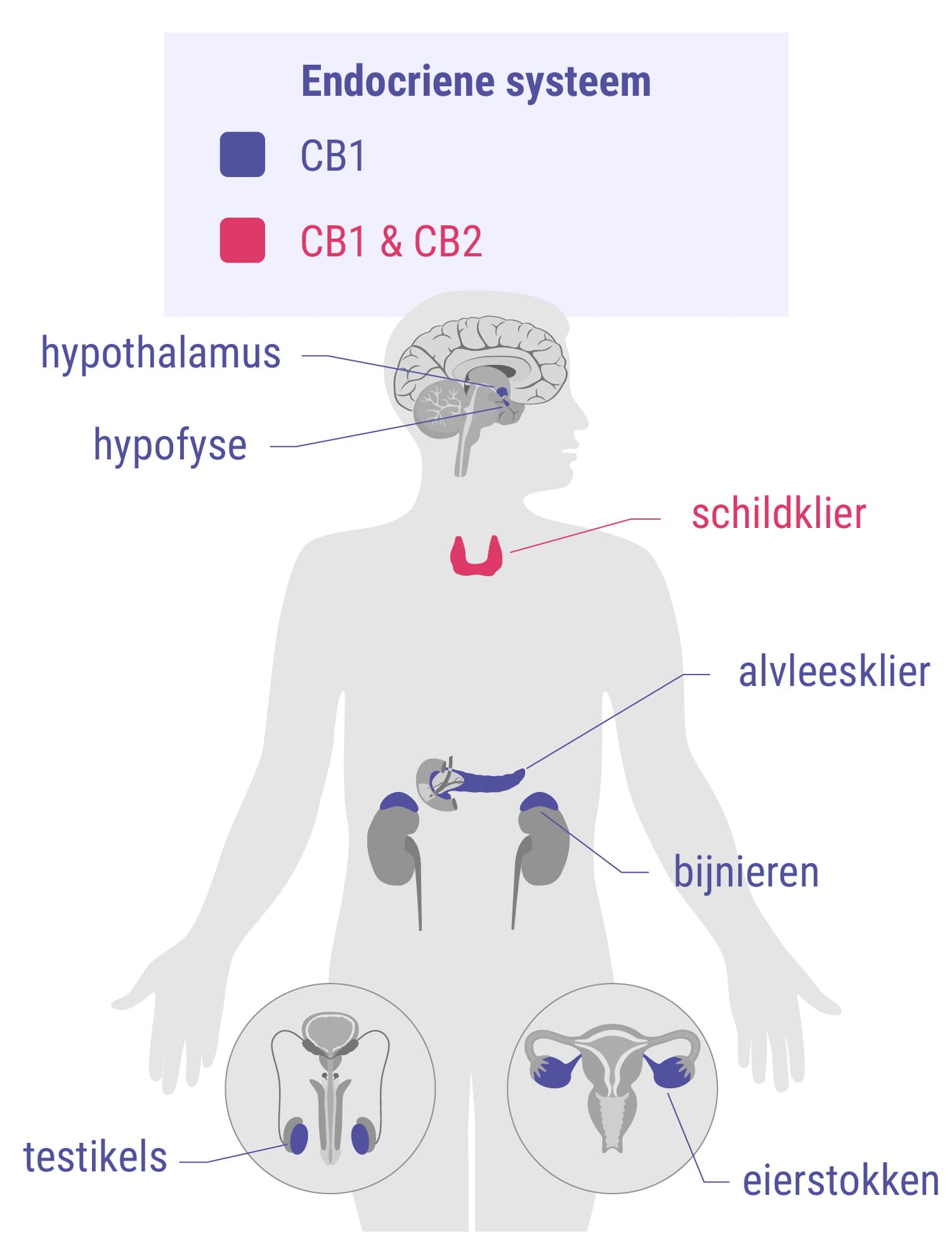 Cannabinoïden en het hormoonstelsel