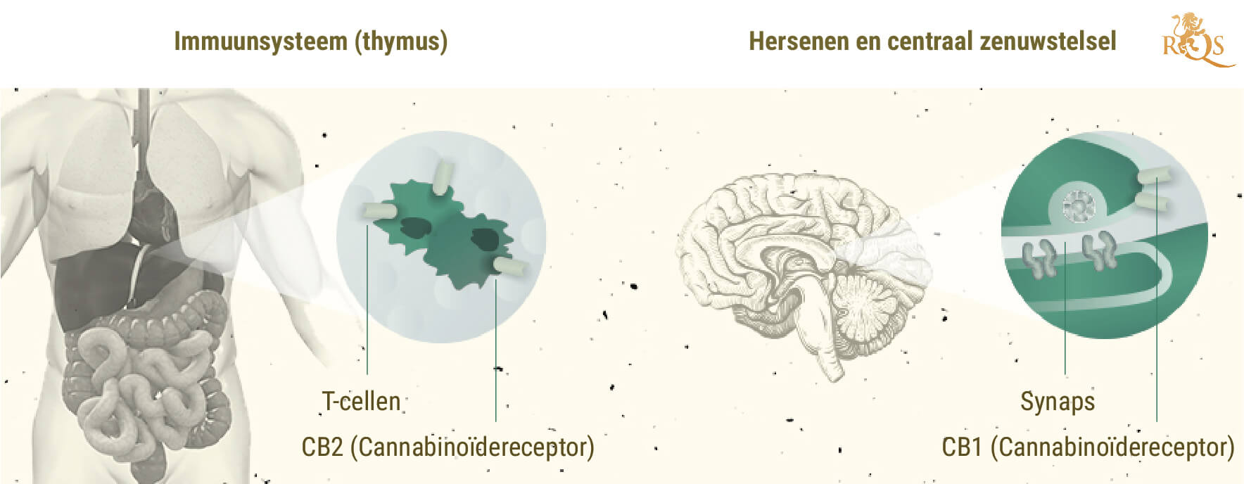 Controverse Rond Het Entourage Effect