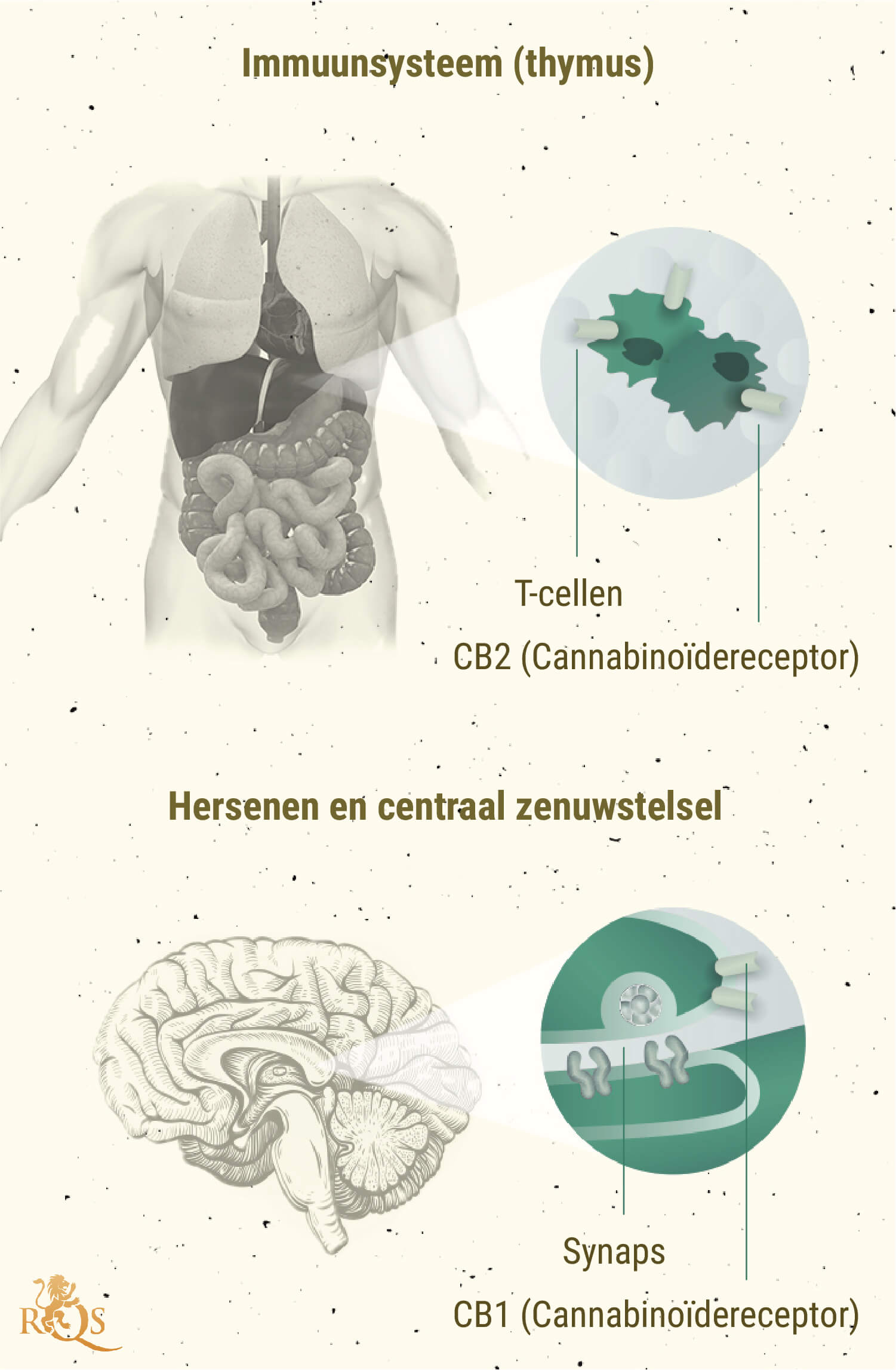 Controverse Rond Het Entourage Effect