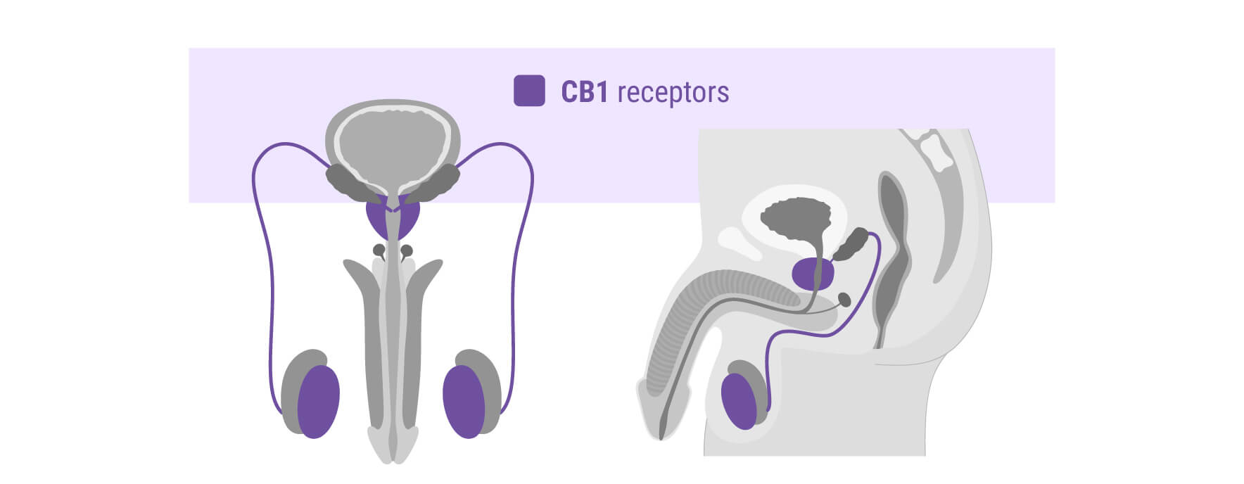 Wat is CBD? Wat is CBD?