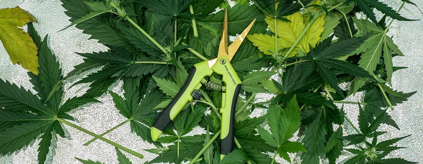 Trim Fan Leaves Trim Fan Leaves