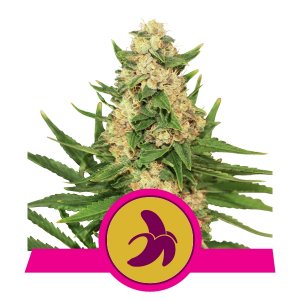 Fat Banana Marijuana Royal Queen Seeds Fat Banana Marijuana Royal Queen Seeds