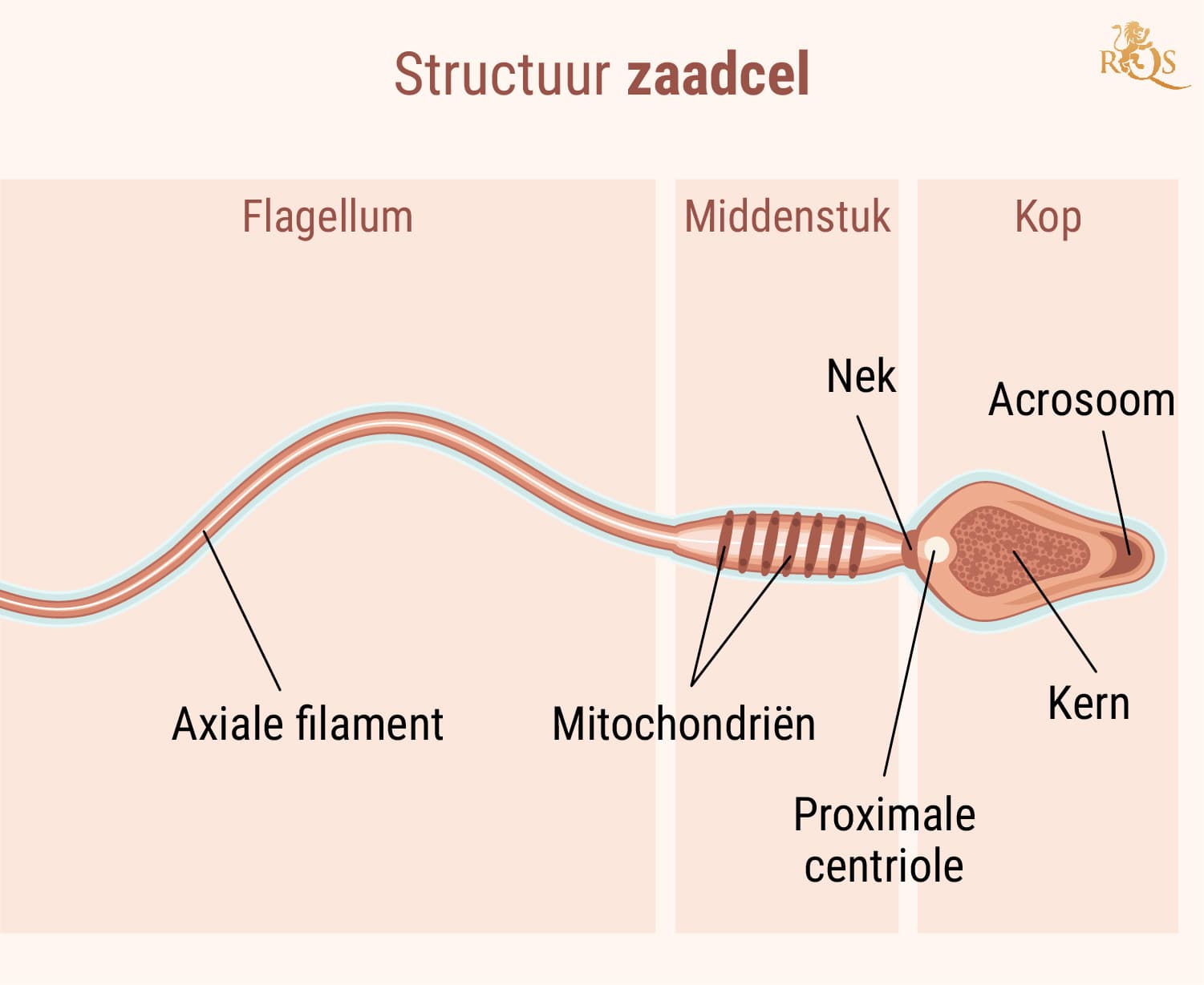 Vruchtbaarheid van de man Vruchtbaarheid van de man